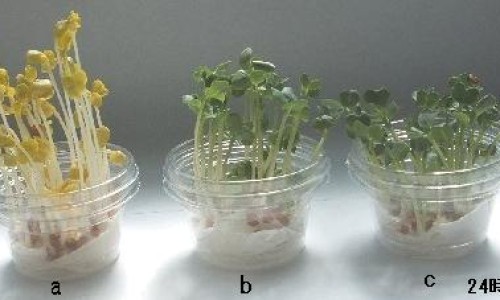 栝楼果实成熟过程-权威栝楼果实图片高清平台,分享专业栝楼果实去皮技巧知识_栝楼果实图片网